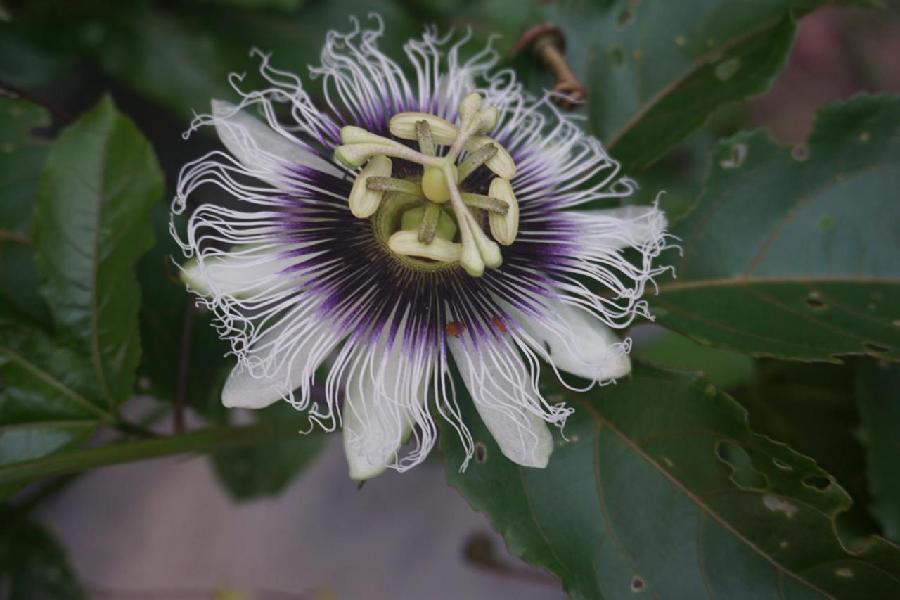Hospedagem Sabor Da Trilha Vale do Capao Esterno foto